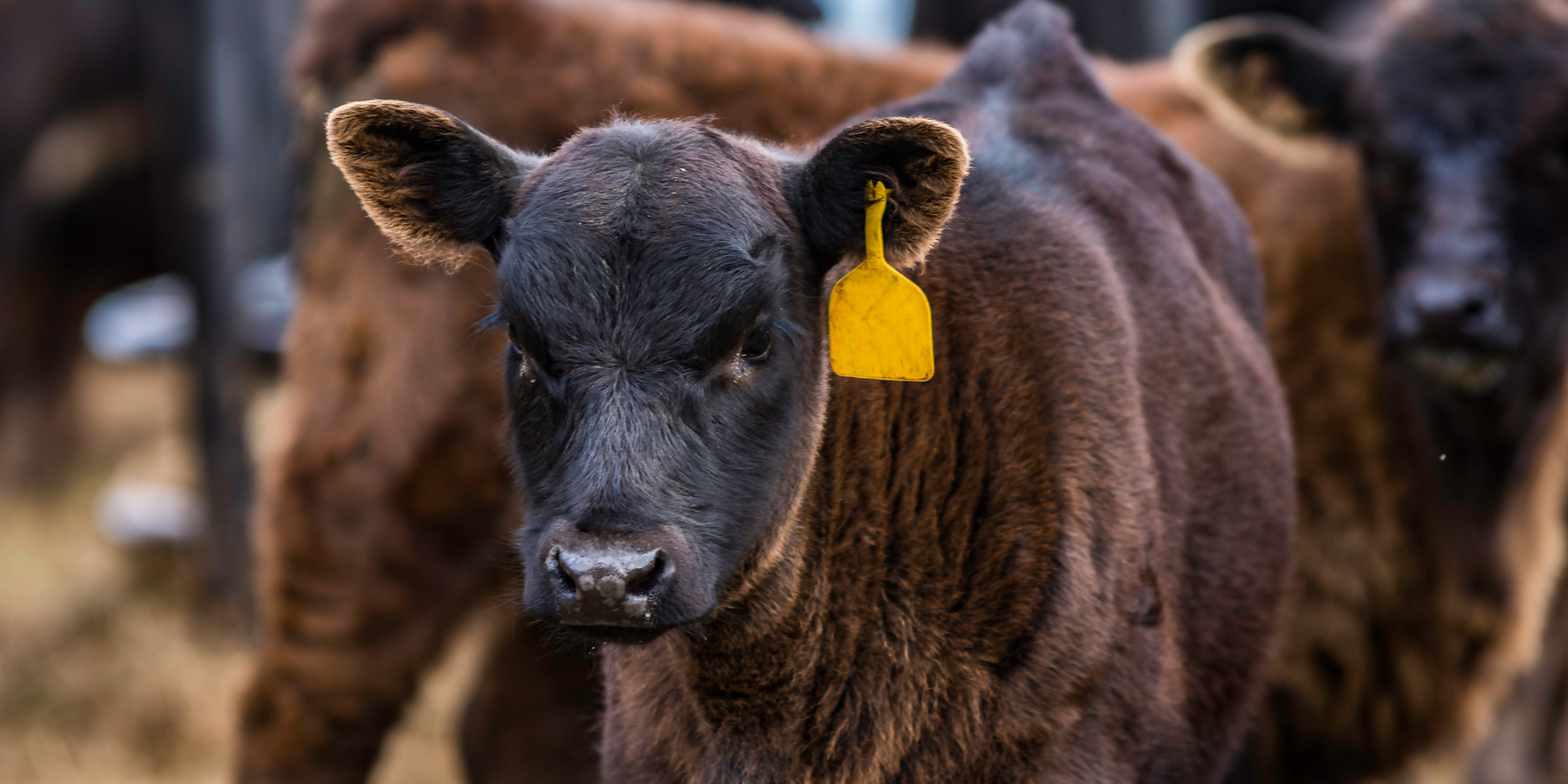 Ear Tagging for Calves: A Guide to Visual and Electronic Identification