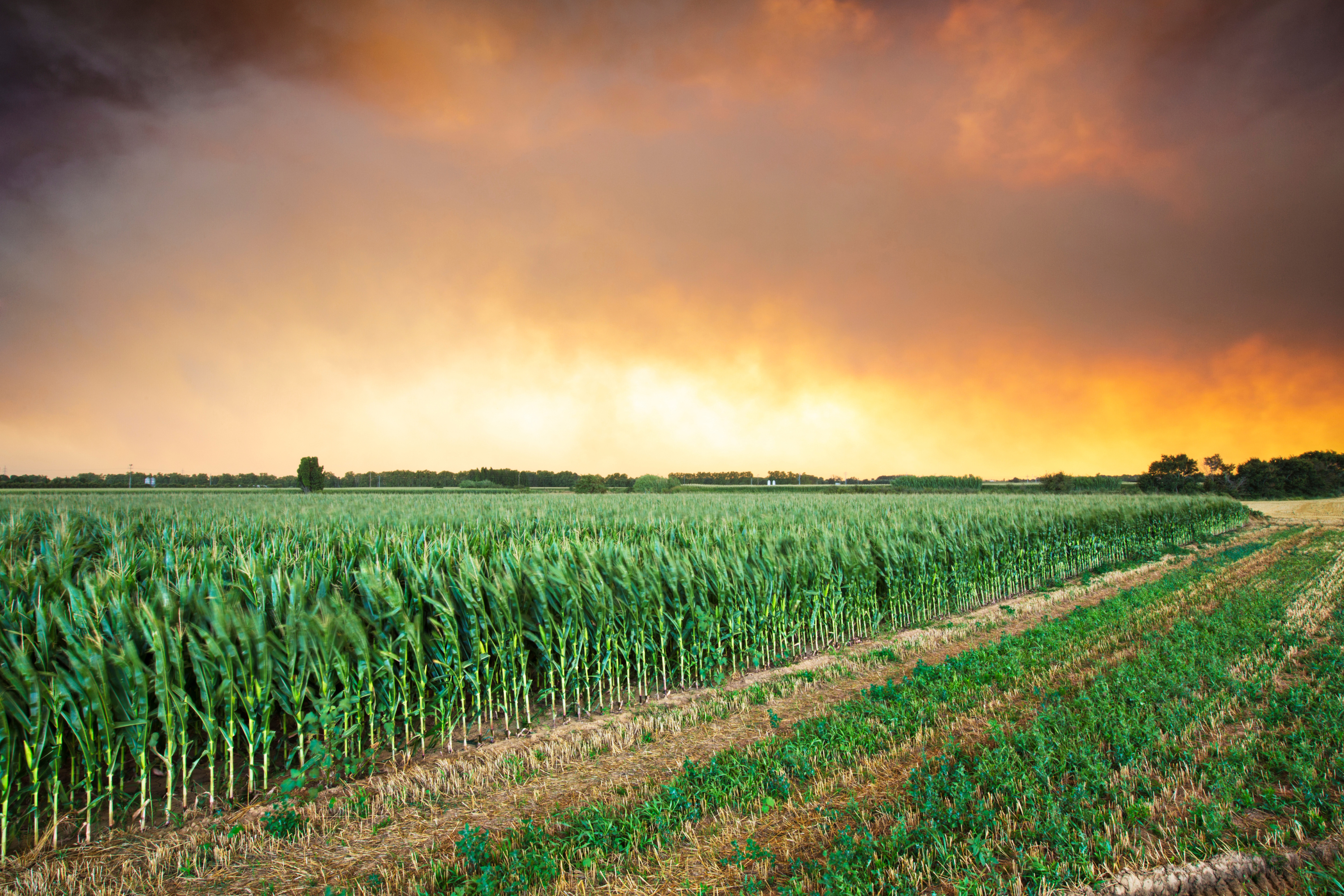 Understanding the Emergency Conservation Program (ECP): Restoring Farmland After Disaster