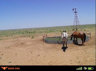 Innovative Designs for Horse Water Troughs