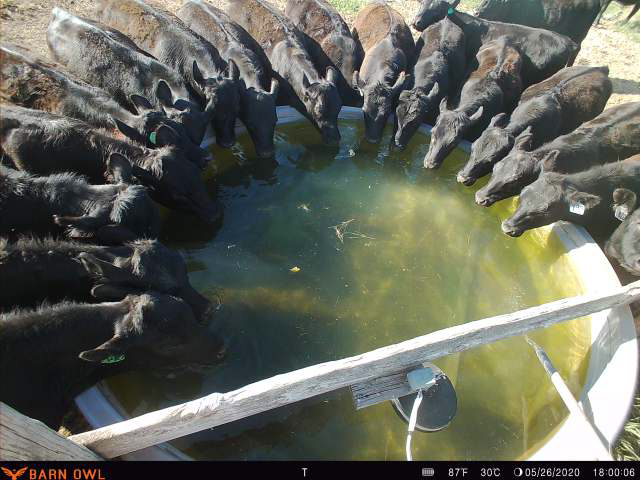 Remote Camera Users Make Monitoring Look Easy with Barn Owl, See for Yourself