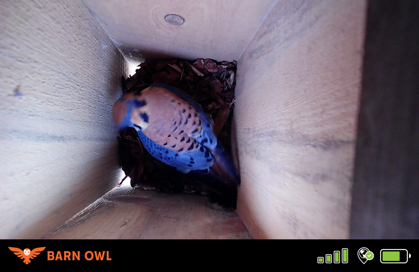 Remote Camera Monitoring for Wildlife Observation