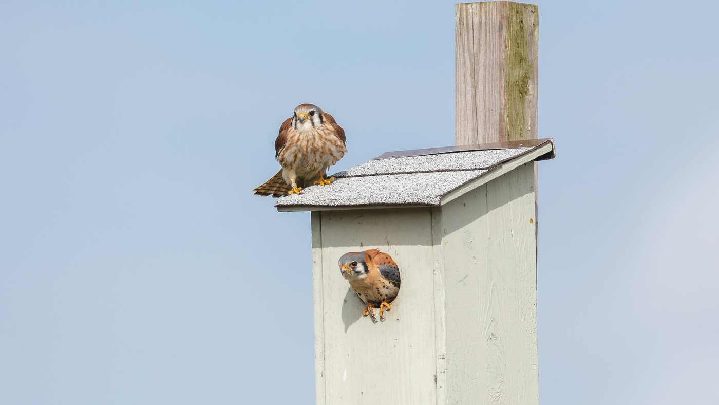 Barn Owl's Role in American Kestrel Research: An Interview with Stuart Smith