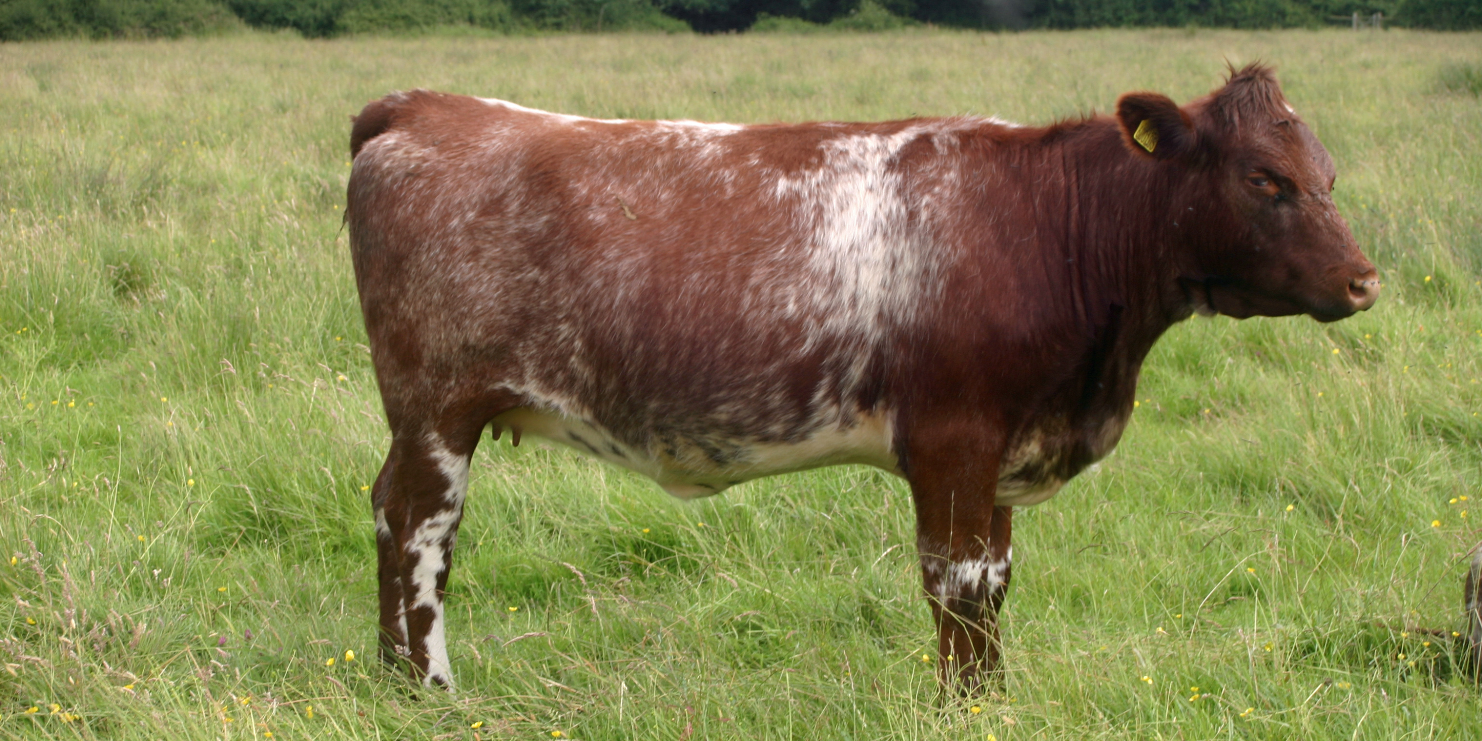 Dual-Purpose Dynamo: A Spotlight on the American Milking Shorthorn