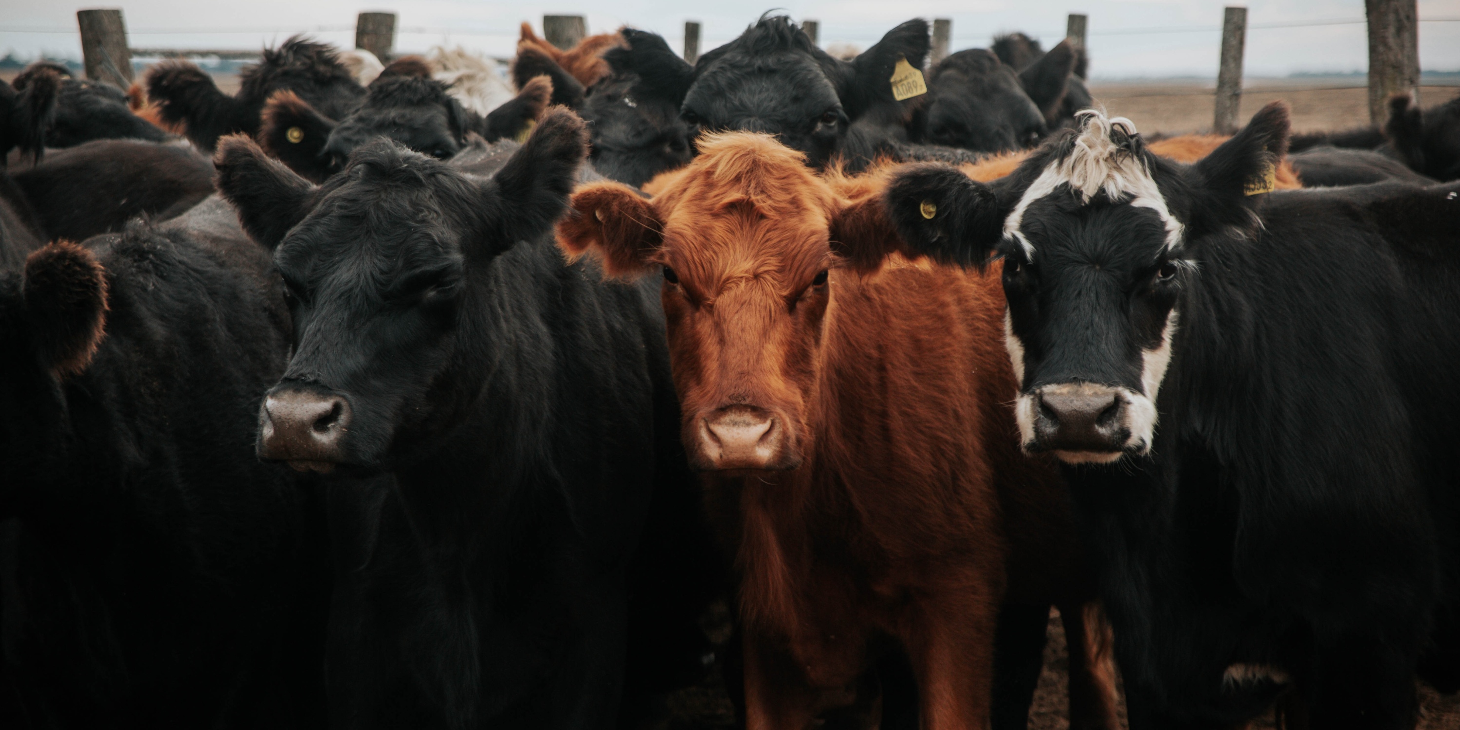 Meet the Herd: The Most Common Beef and Dairy Cattle in the U.S.