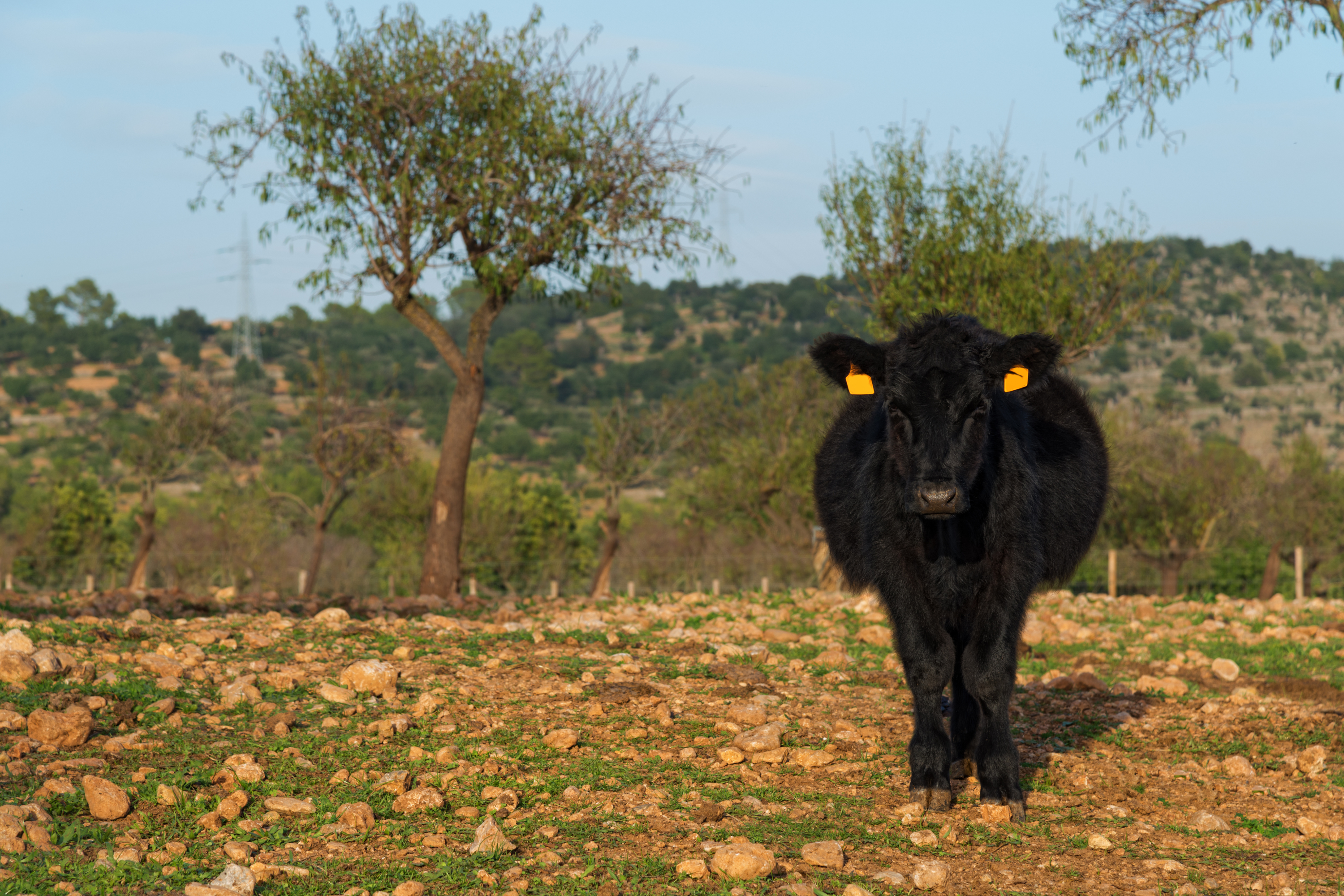 Understanding Silvopasture: Integrating Trees, Forage, and Livestock