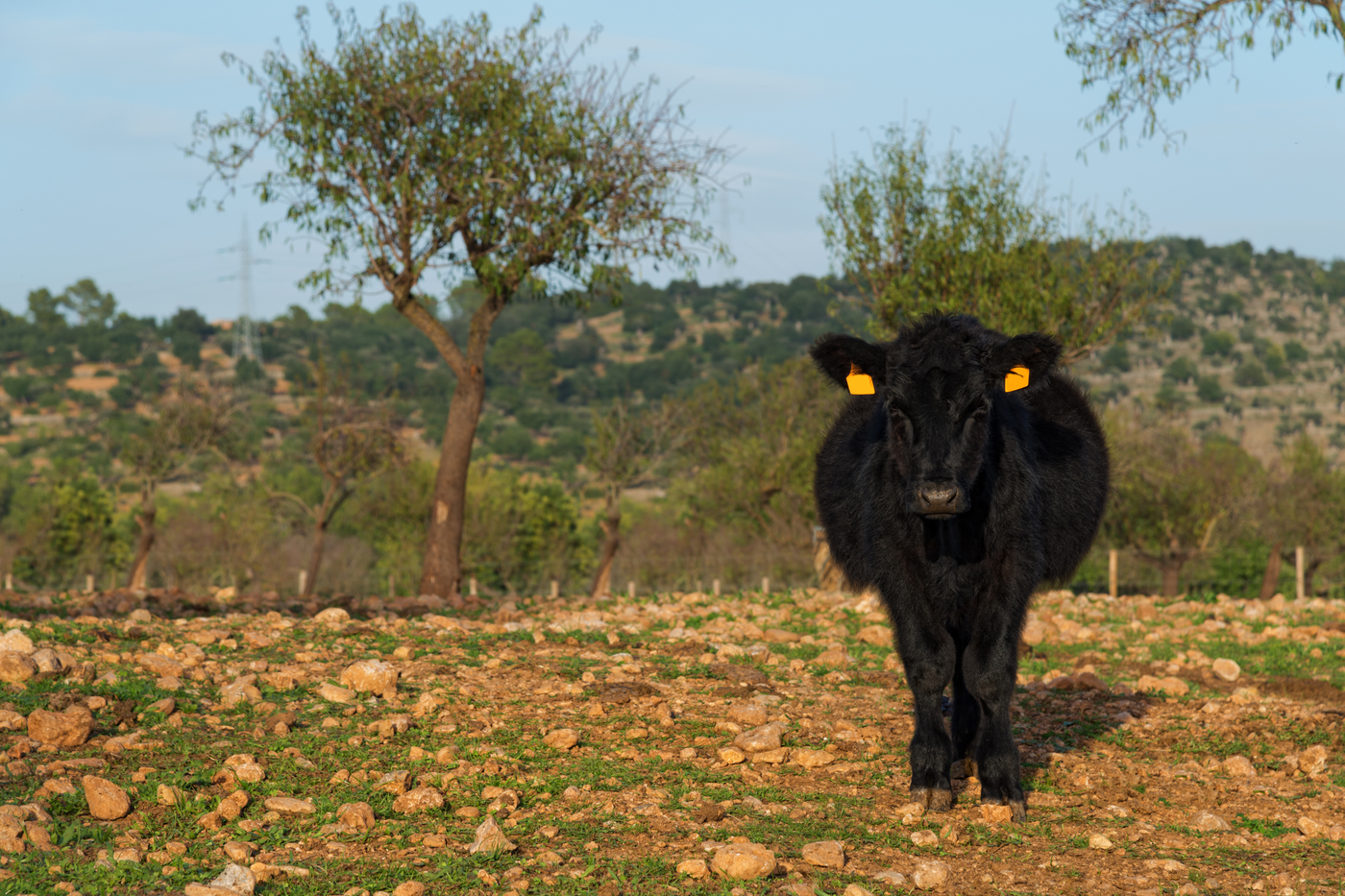 Understanding Silvopasture: Integrating Trees, Forage, and Livestock