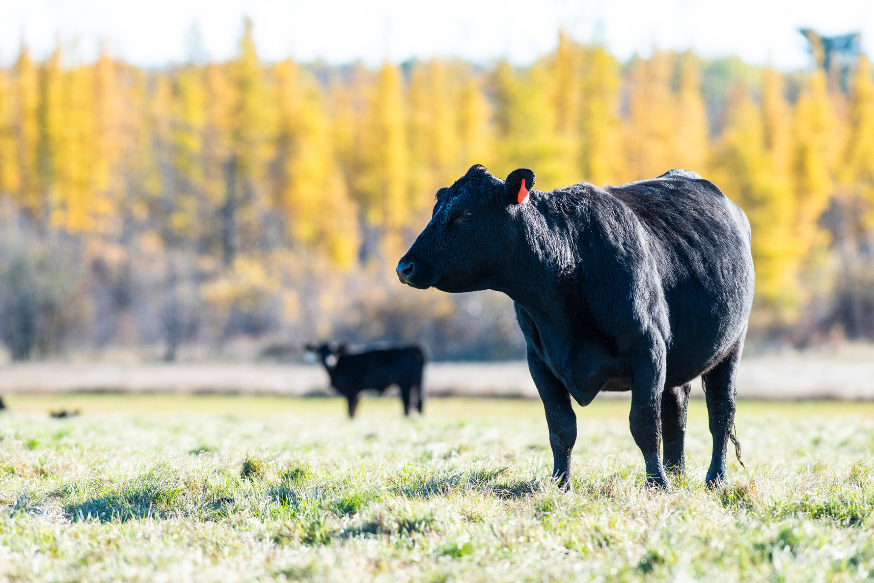 Getting Started with Silvopasture: A Guide for Ranchers