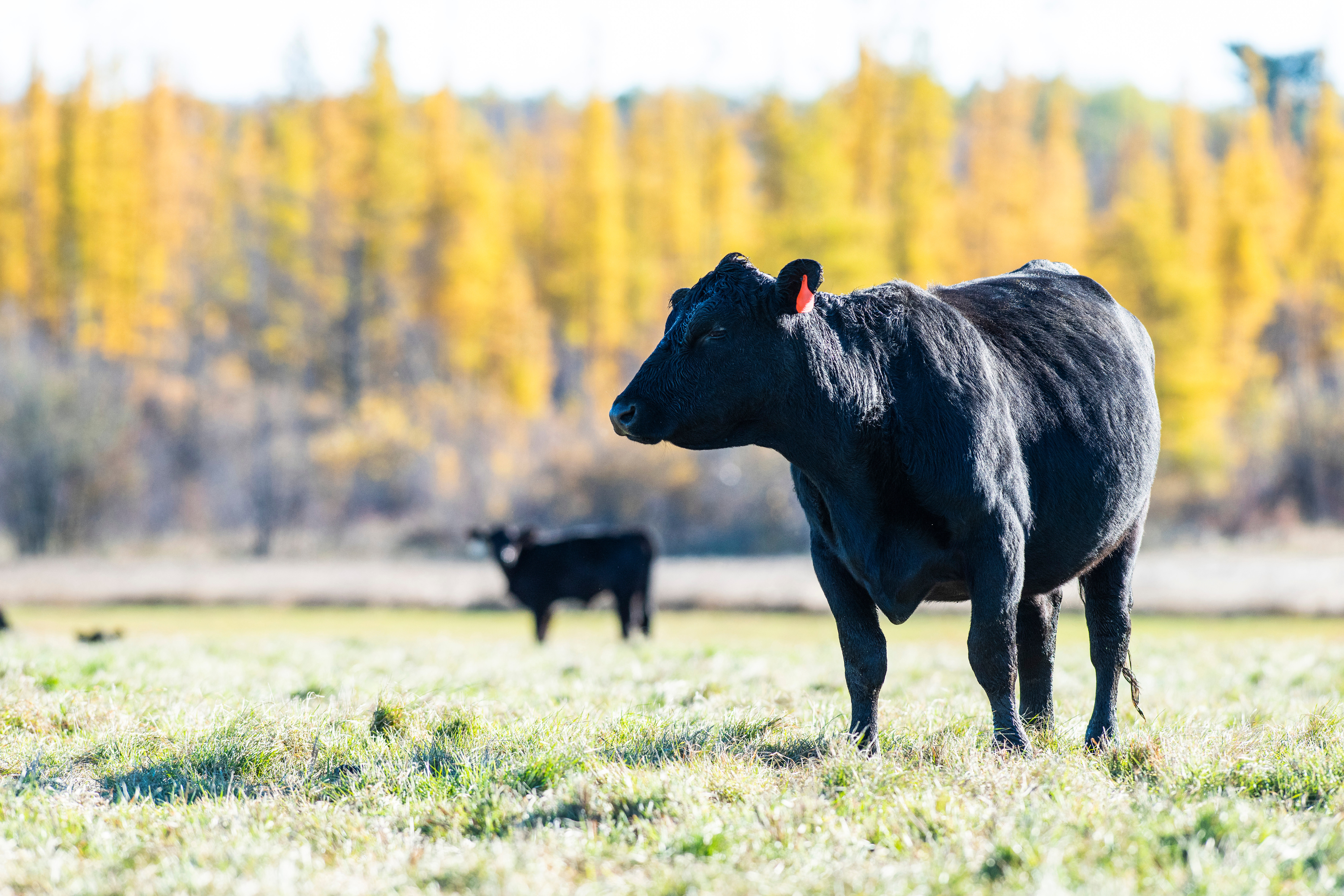 Getting Started with Silvopasture: A Guide for Ranchers