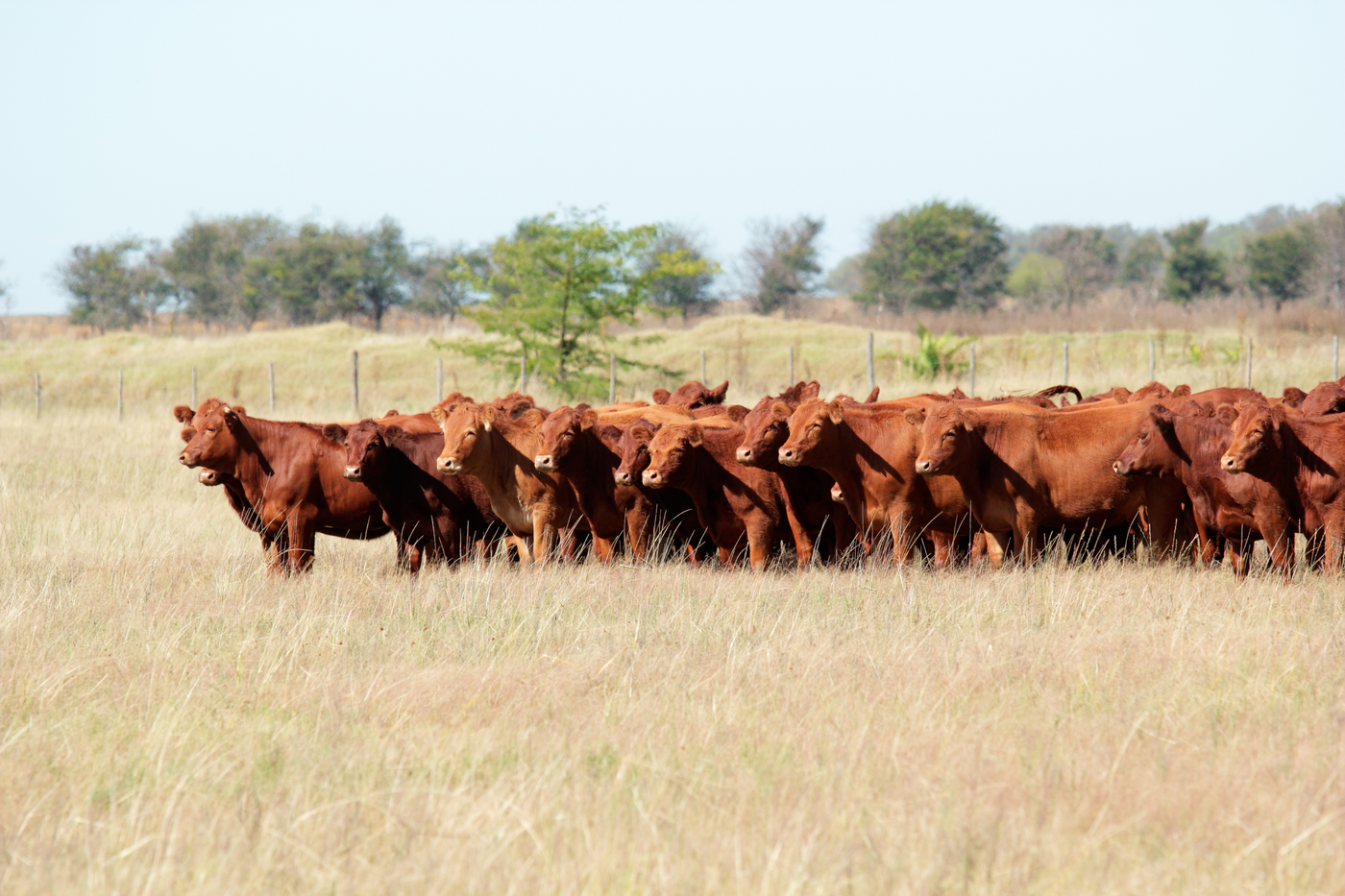Understanding Mob Grazing: Benefits and Implementation for Ranchers
