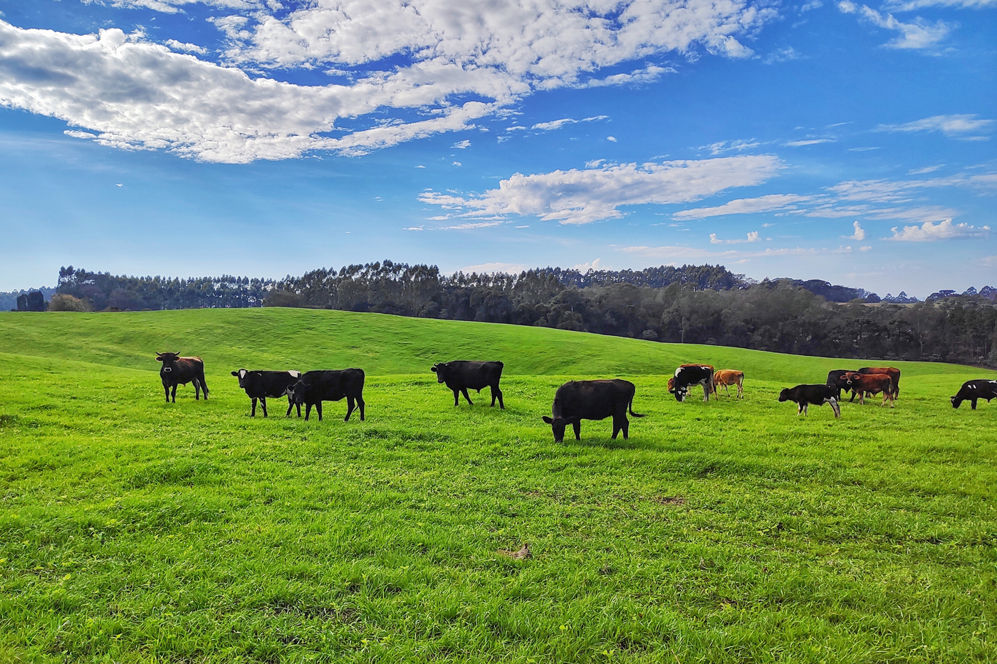 Rotational Grazing: What Is It And What Are The Pros and Cons?