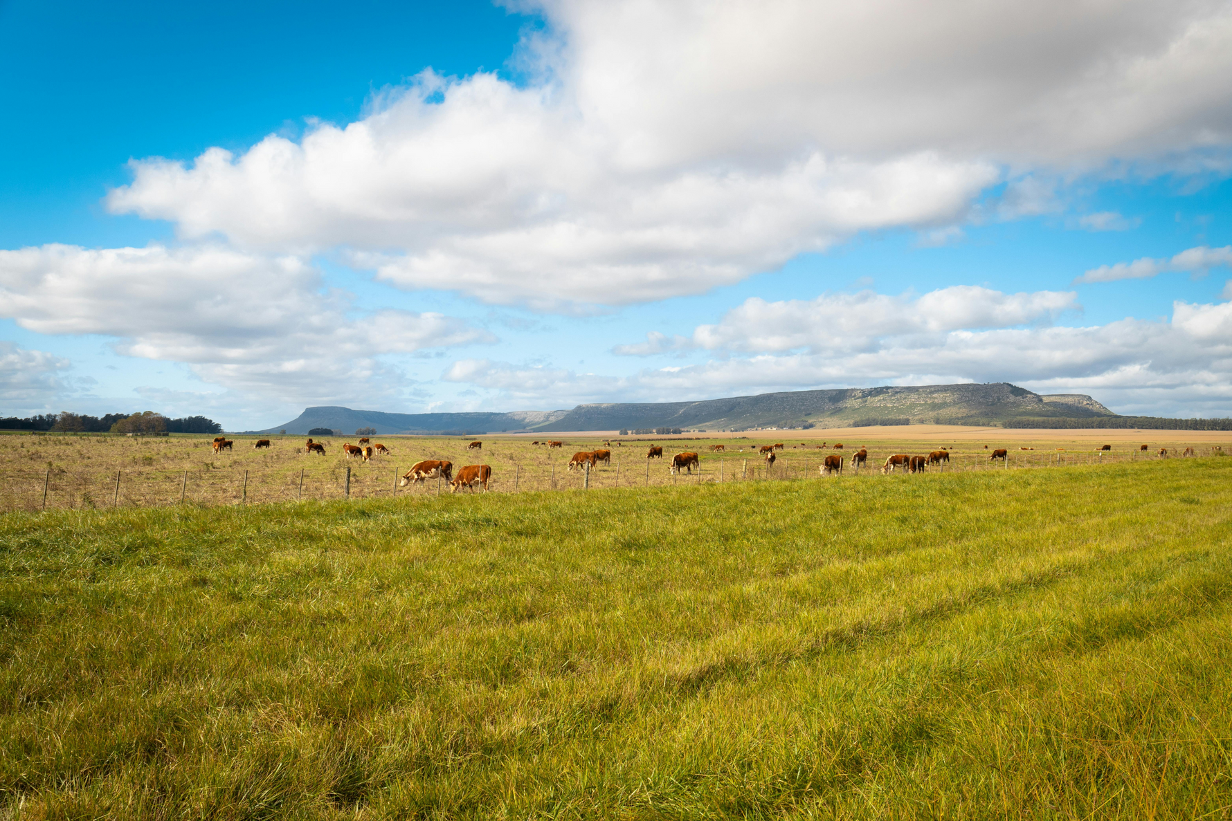 Continuous Grazing: A Traditional Livestock Management Practice
