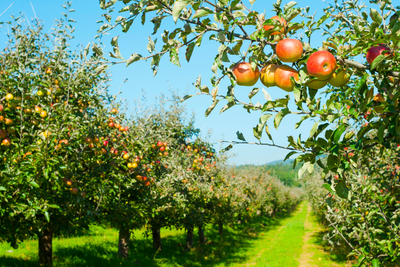 Understanding the Tree Assistance Program (TAP): Helping Producers Recover from Orchard and Nursery Losses