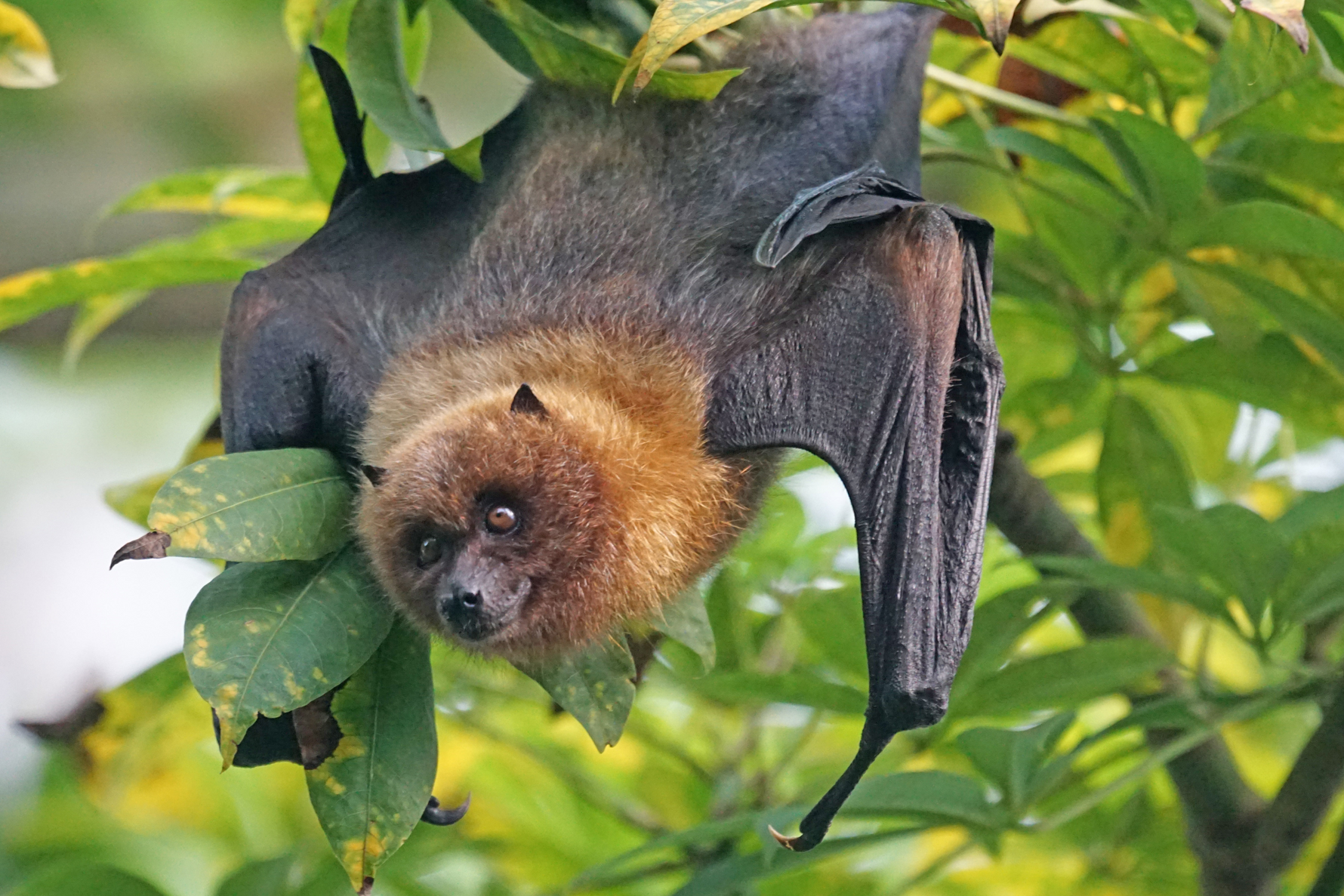 Wings of the Night: The Pollination Power of Bats