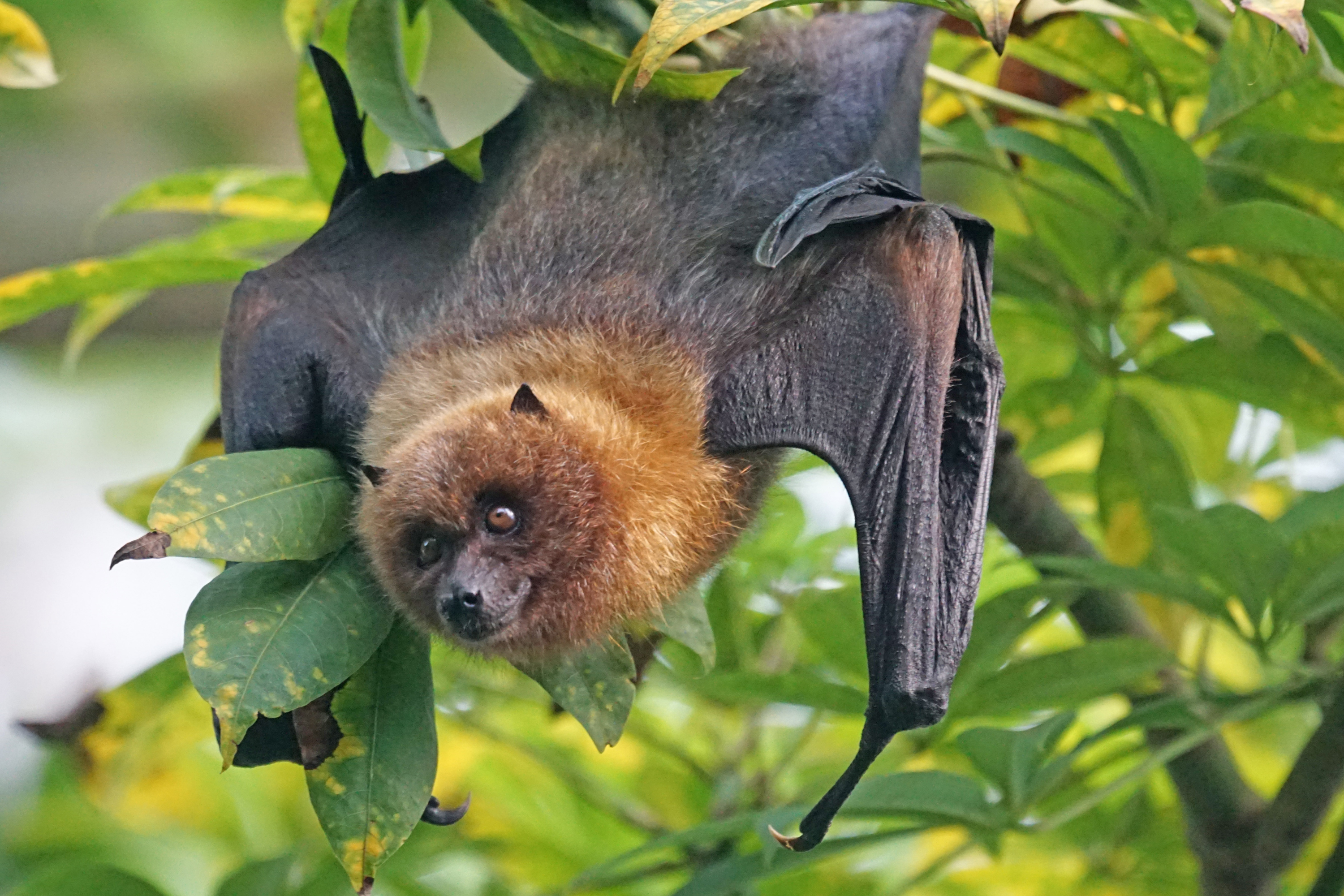 Wings of the Night: The Pollination Power of Bats