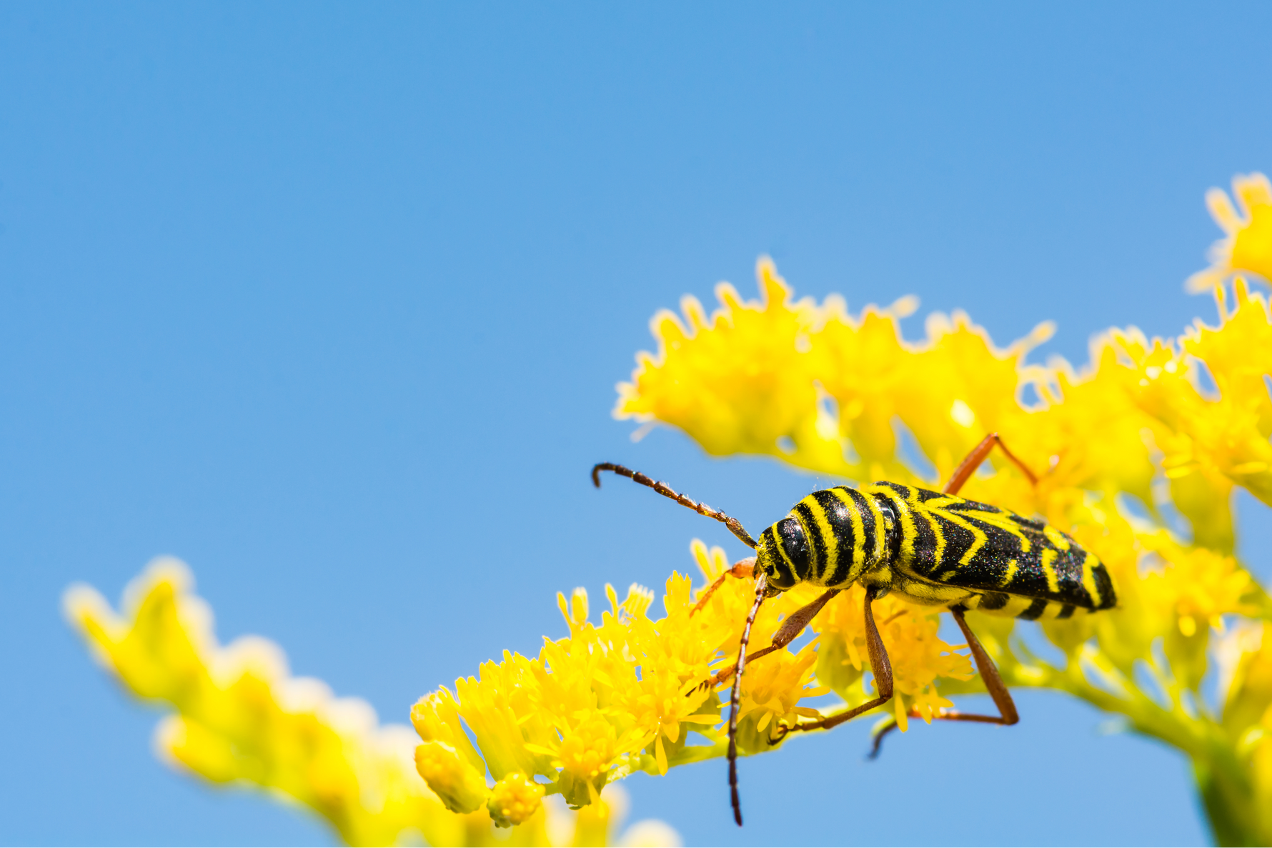 The Original Pollinators: How Beetles Help Keep Crops and Ecosystems Thriving