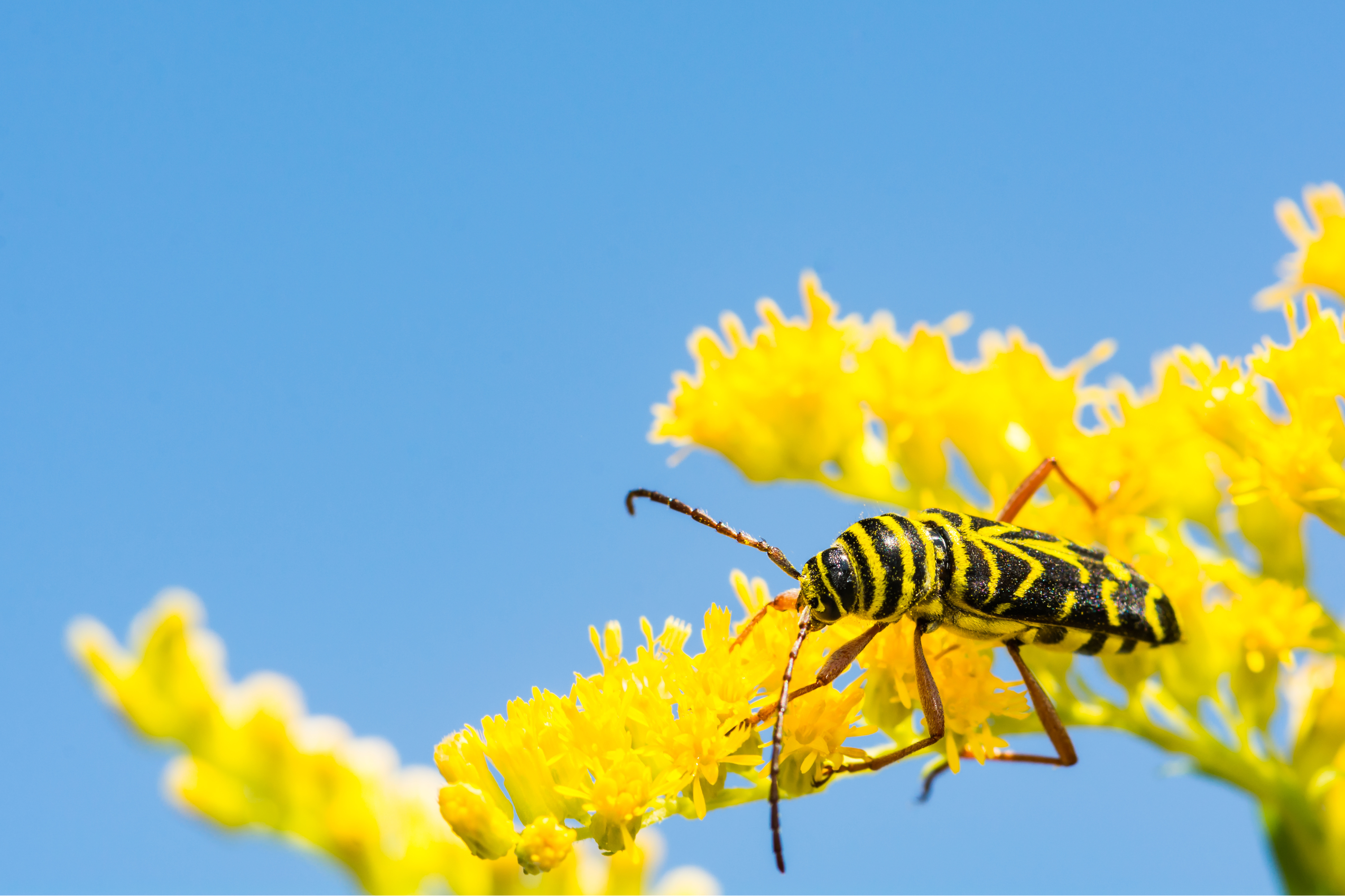 The Original Pollinators: How Beetles Help Keep Crops and Ecosystems Thriving