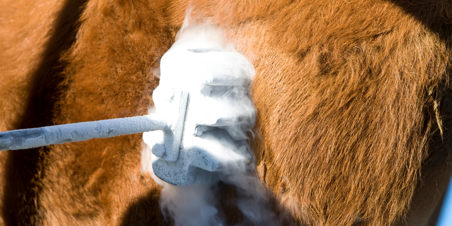 Hot Iron vs. Freeze Branding: Choosing the Right Method for Calf Identification