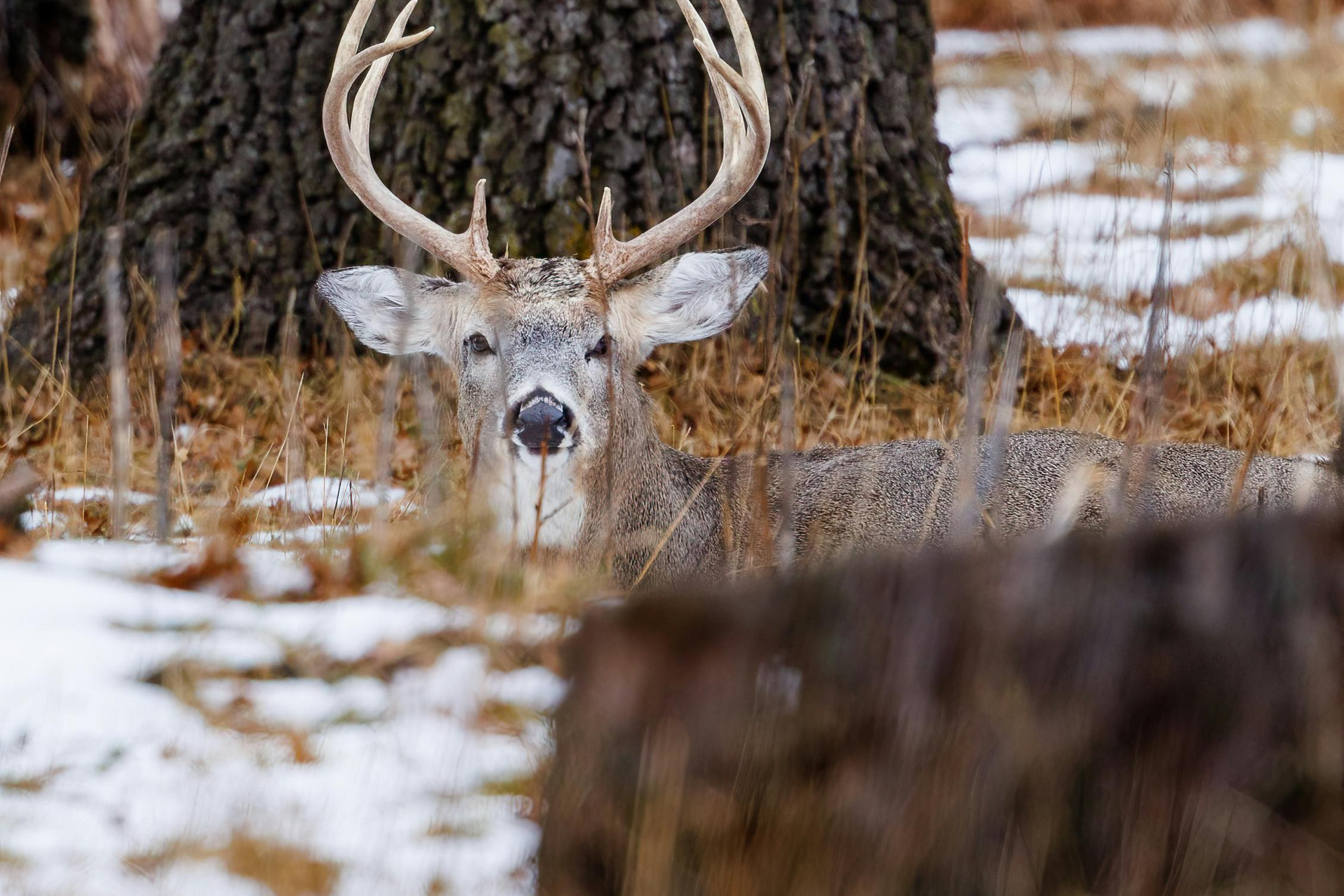 Game Camera Features You Should Consider