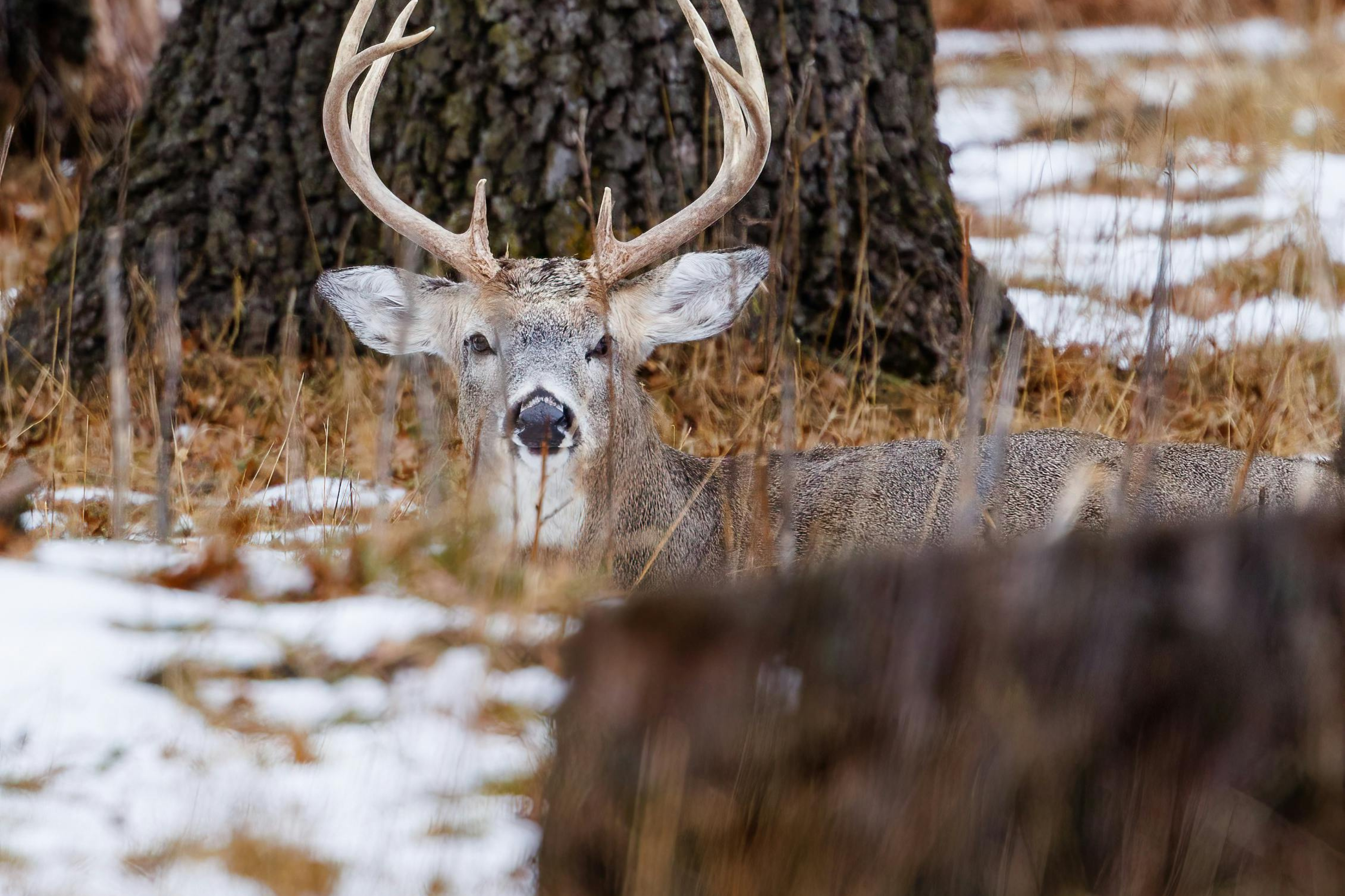 Game Camera Features You Should Consider
