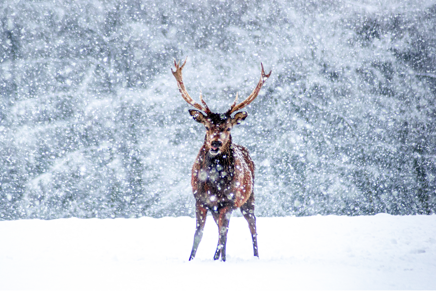 Weather and Habitat Watch: Hunting Smarter, Not Harder