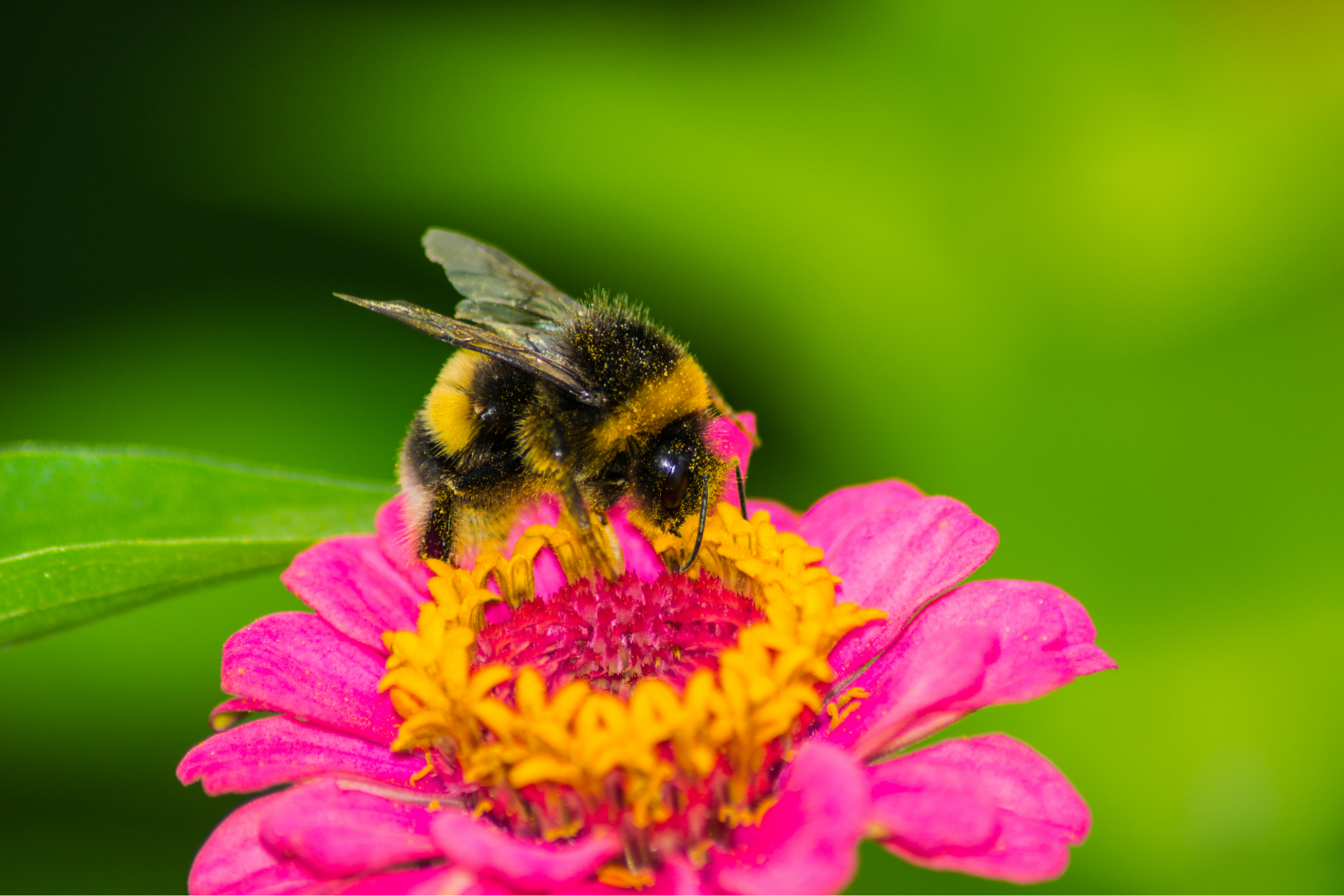 Not Just Honey Bees: How Native Bees Keep Our Crops Thriving
