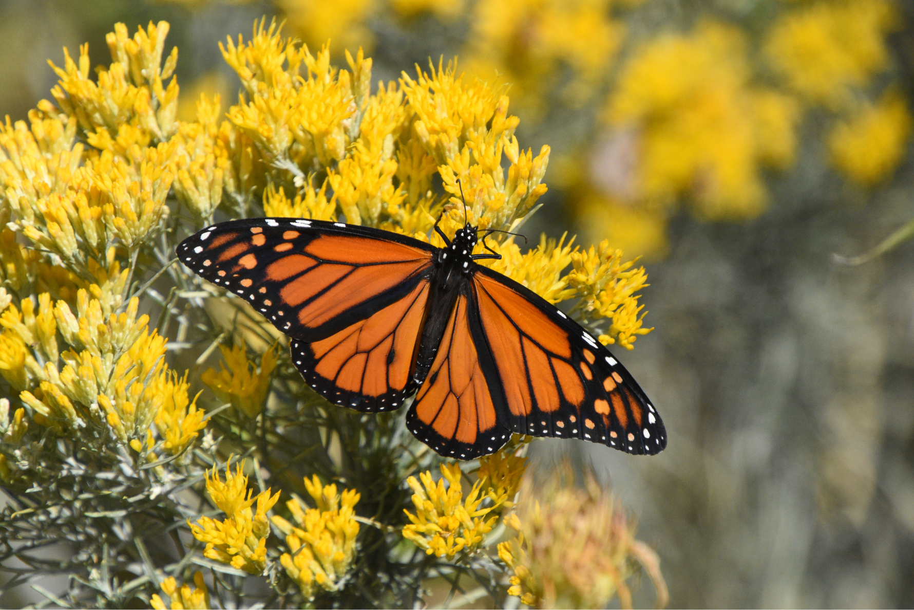 Butterflies in the Fields: How These Colorful Pollinators Help Keep Crops Thriving