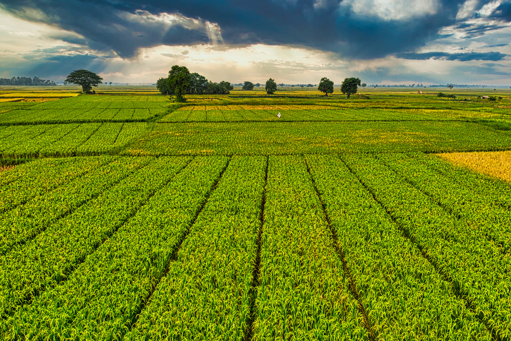 Understanding Agricultural Risk Coverage: A Safety Net for Farm Revenue