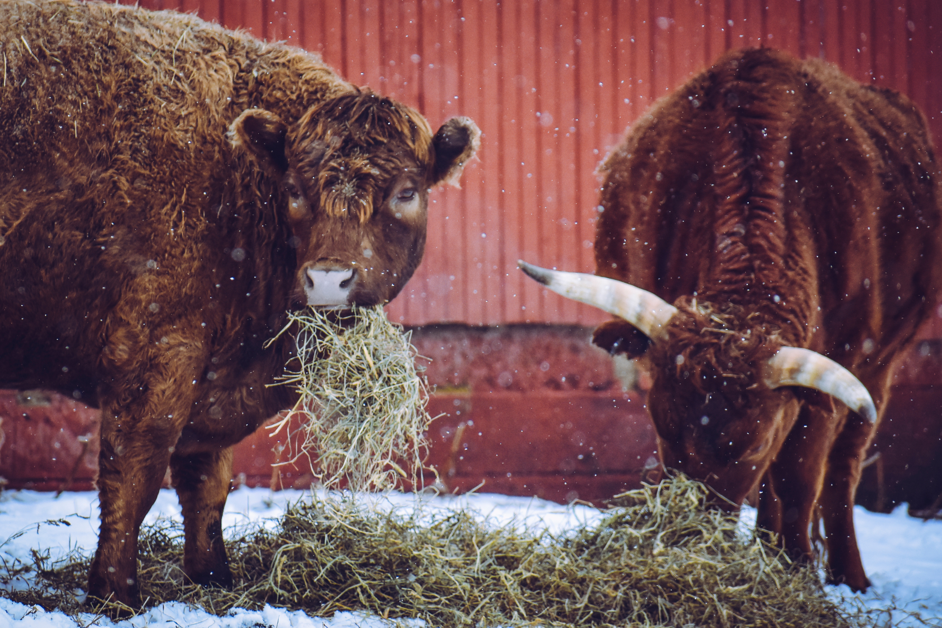 Feed Waste Caused by Livestock Behavior (And How to Stop It)
