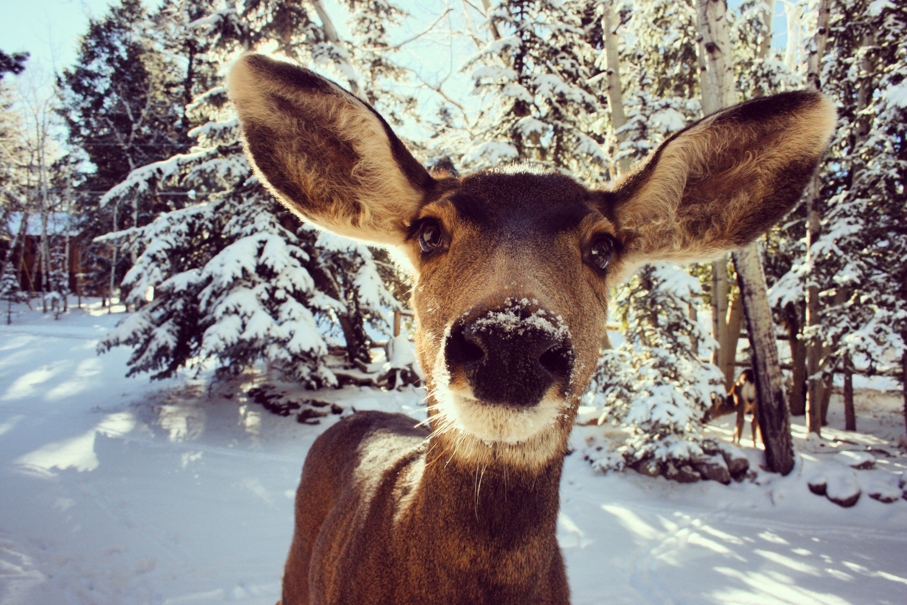 Scouting Made Simple: Using Remote Cameras to Track Game Patterns