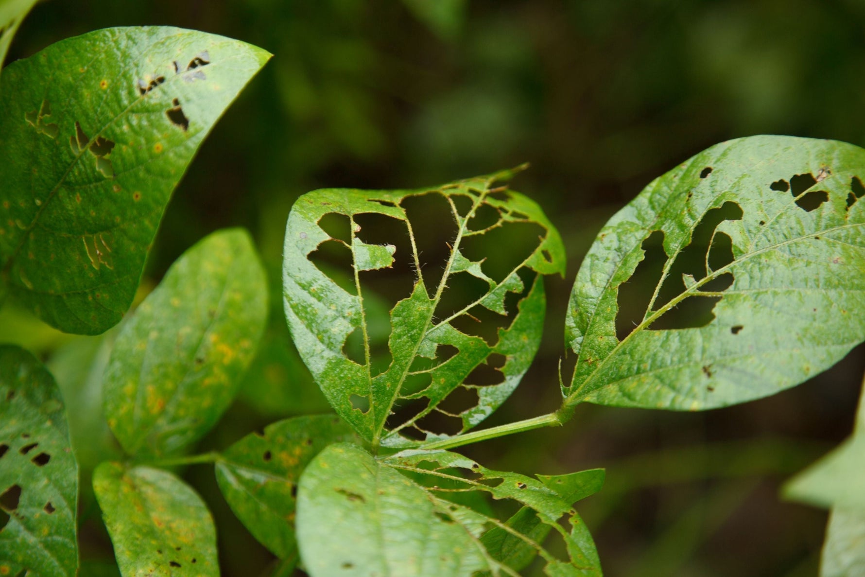 Garden Villains: The Most Common Bugs That Destroy Crops and Gardens in the U.S.