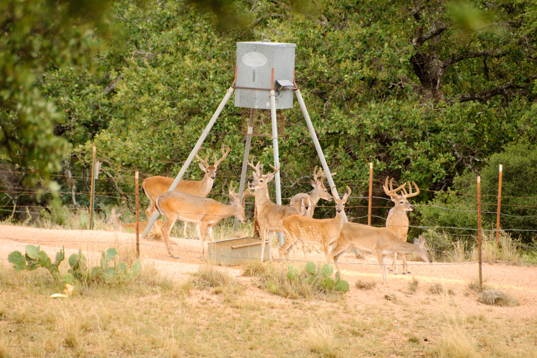 How to Choose the Right Game Camera