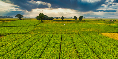 Saving Farmland, One Acre at a Time: The Role of Land Trusts and Conservation Nonprofits