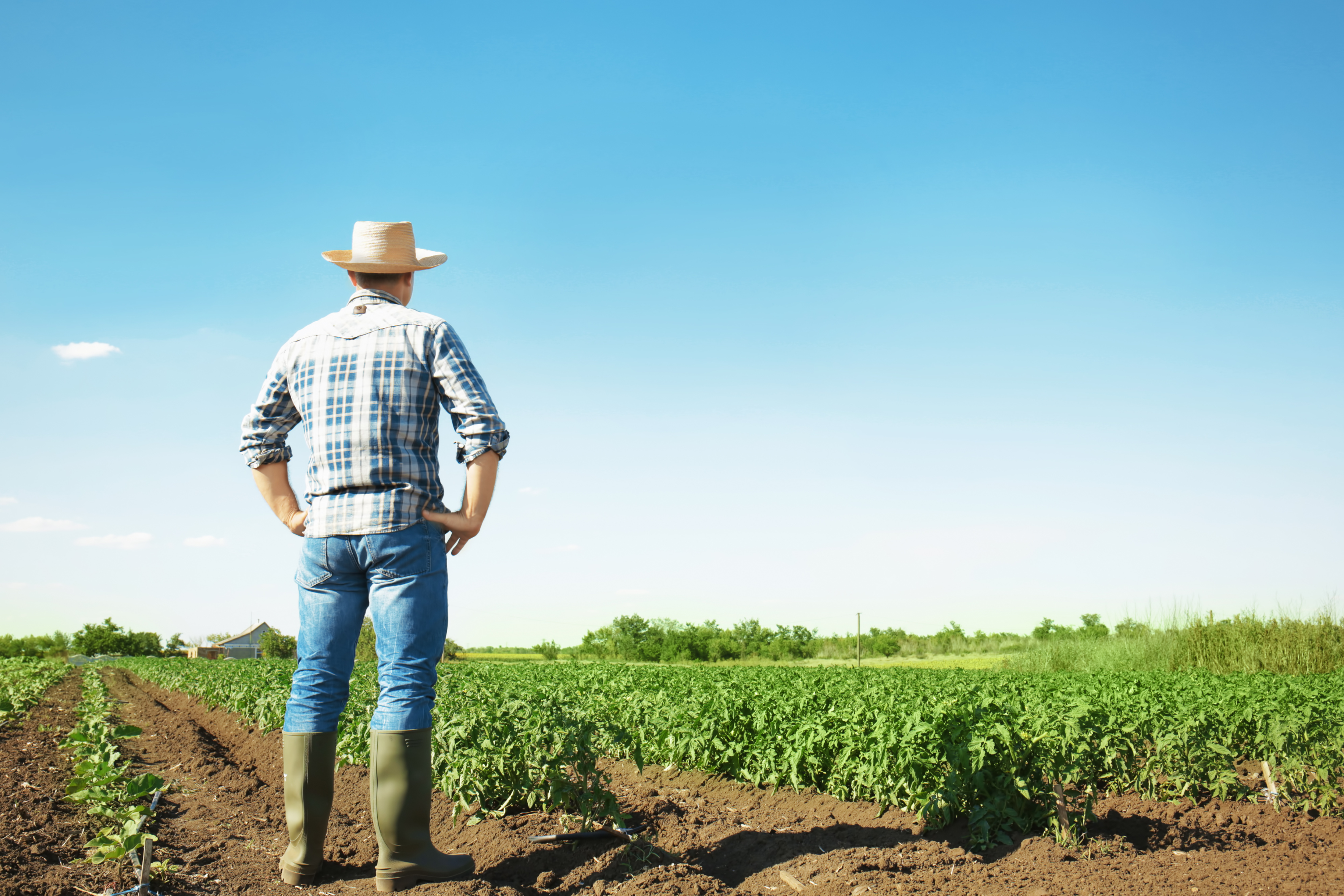 Understanding Marketing Assistance Loans and Loan Deficiency Payments: Tools to Support Farm Cash Flow