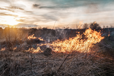 Understanding Crop Insurance Disaster Coverage: A Vital Safety Net for Farmers
