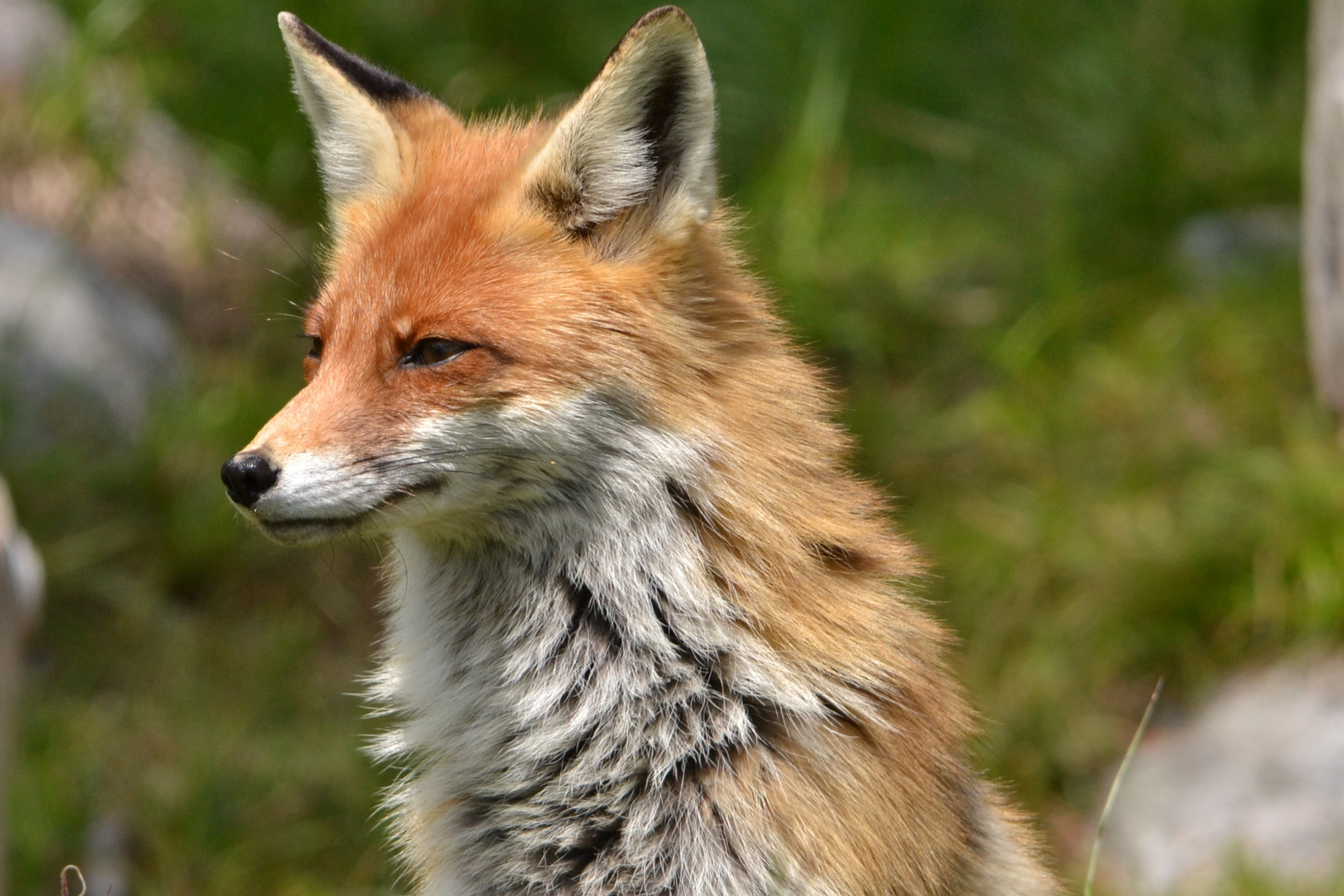 Top Features to Look for in Animal Cameras