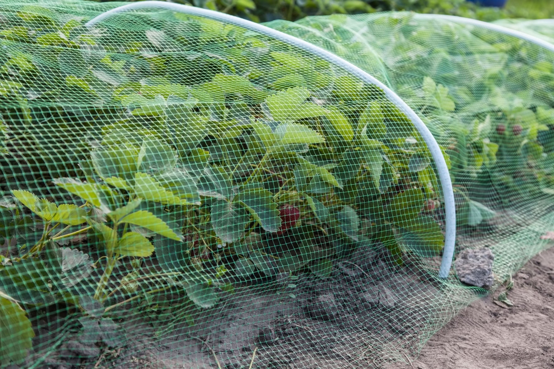 Natural Pest Control: How to Get Rid of Bad Bugs in Your Garden Without Chemicals