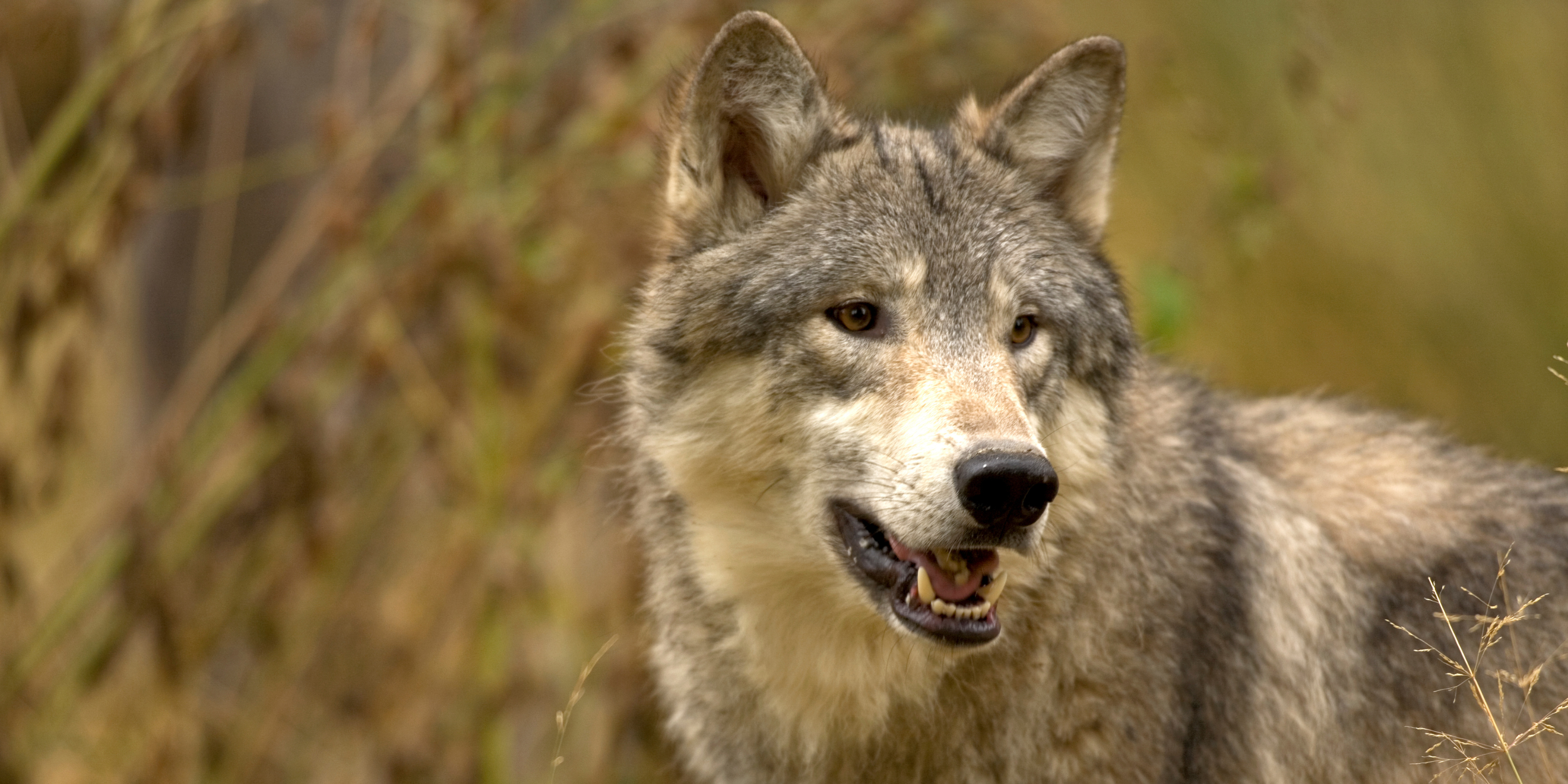 Ethical and Moral Considerations in Wolf Reintroduction: Diverse Stakeholder Perspectives