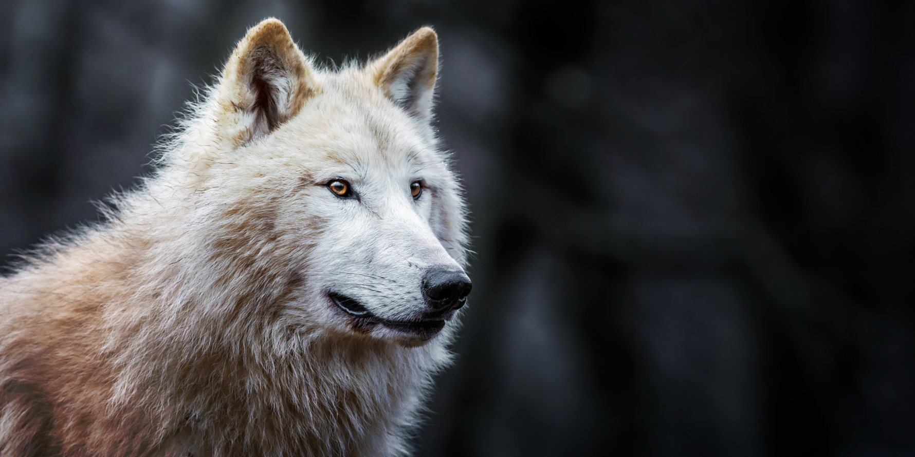 Bringing Wolves Back: Insights from Yellowstone's Reintroduction