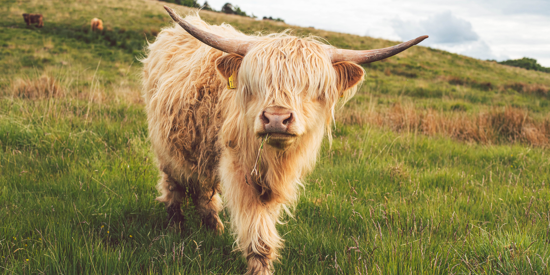 The Uprising of Owning Highland Cows — And Why You Might Want One Too
