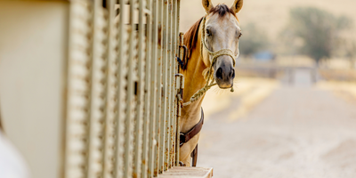 How to Choose a Portable Security Camera For Your Farm or Ranch
