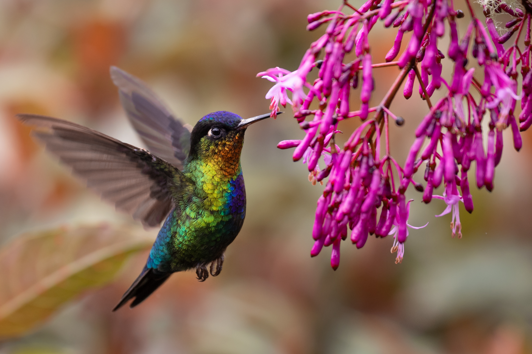 Tiny But Mighty: How Hummingbirds Help Pollinate and Support Healthy Crops