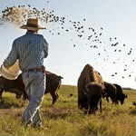 Kremer Buffalo: Honoring Tradition with Modern Tools