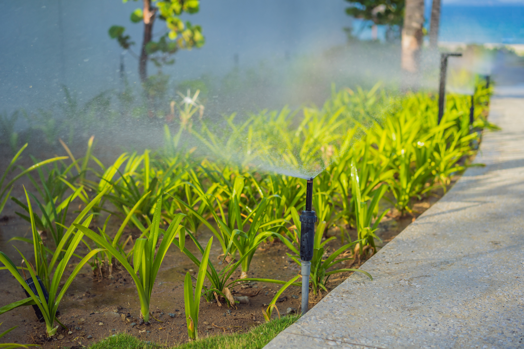 Micro-Sprinkler Irrigation: Gentle Rain for Every Plant