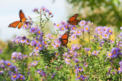 What Are Pollinators? Why They Matter More Than You Think