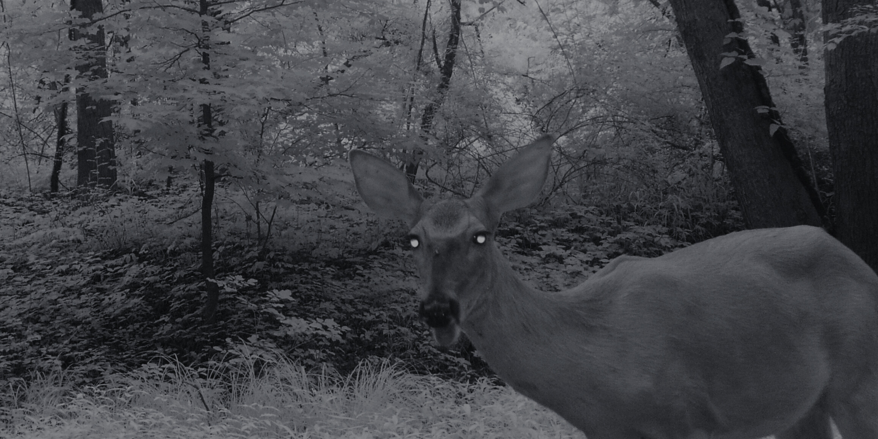 Understanding Night Vision Camera Technology