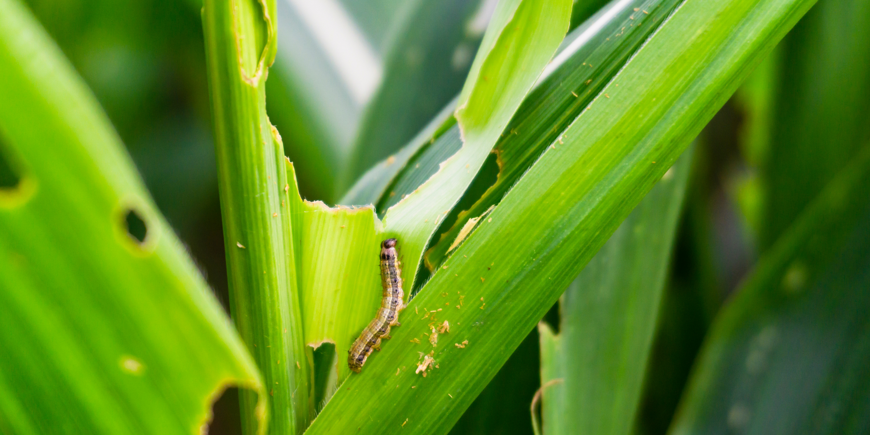 Integrated Pest Management: A Sustainable Approach to Pest Control