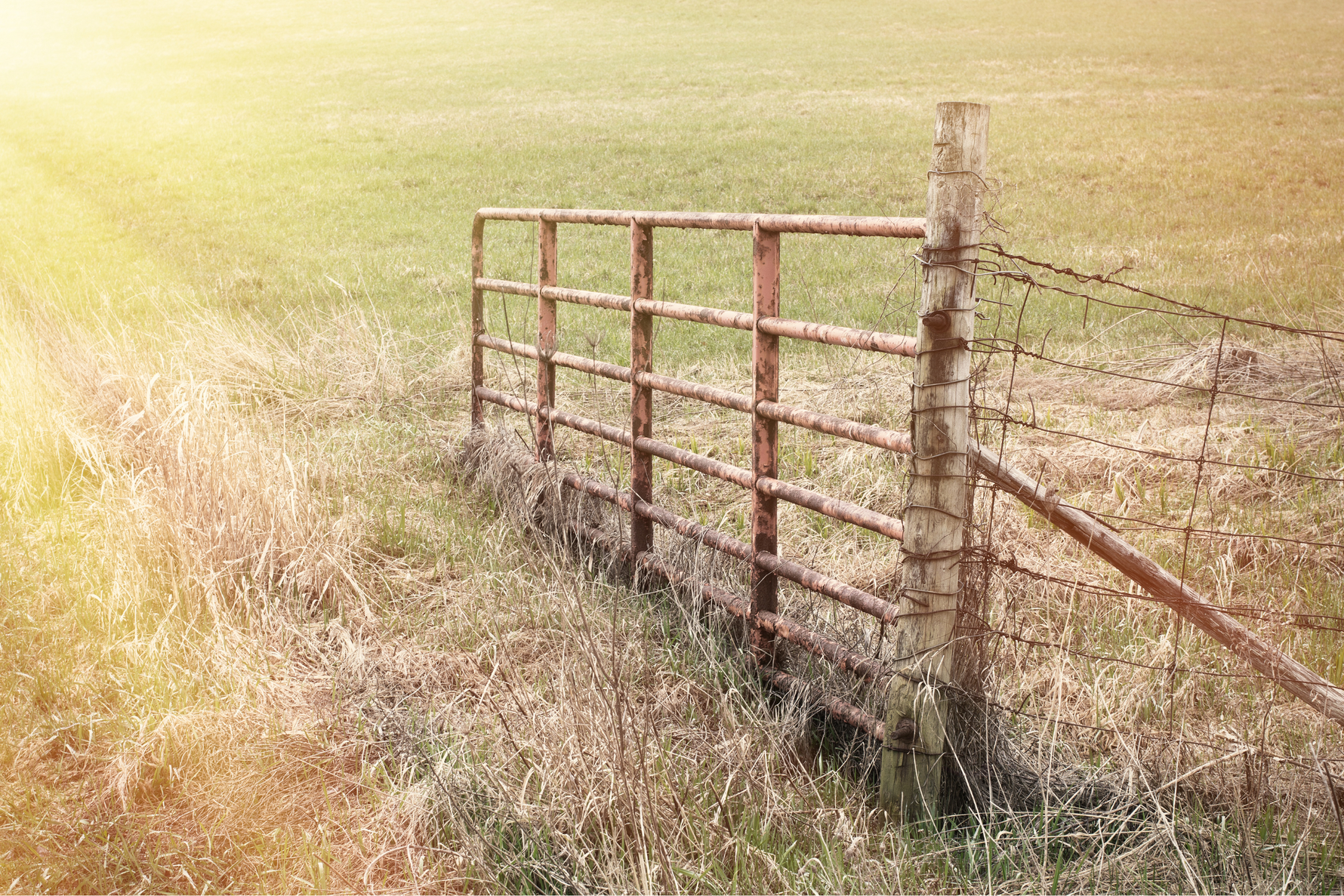 Choosing the Right Pasture Gate—and Why Barn Owl Cameras Work with Them All