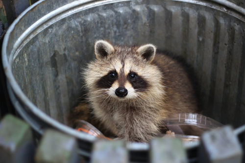 Winter Pests Beyond Rodents: The Other Feed Thieves You Should Watch For
