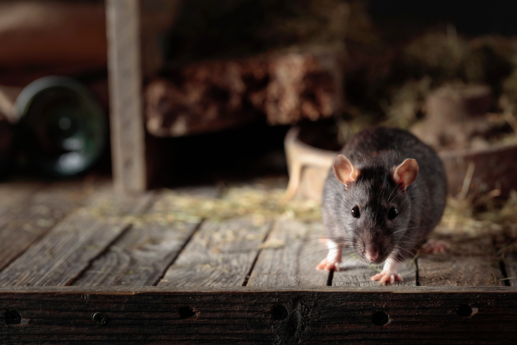 Wildlife-Friendly Rodent Control: Protecting Your Farm Without Poisons