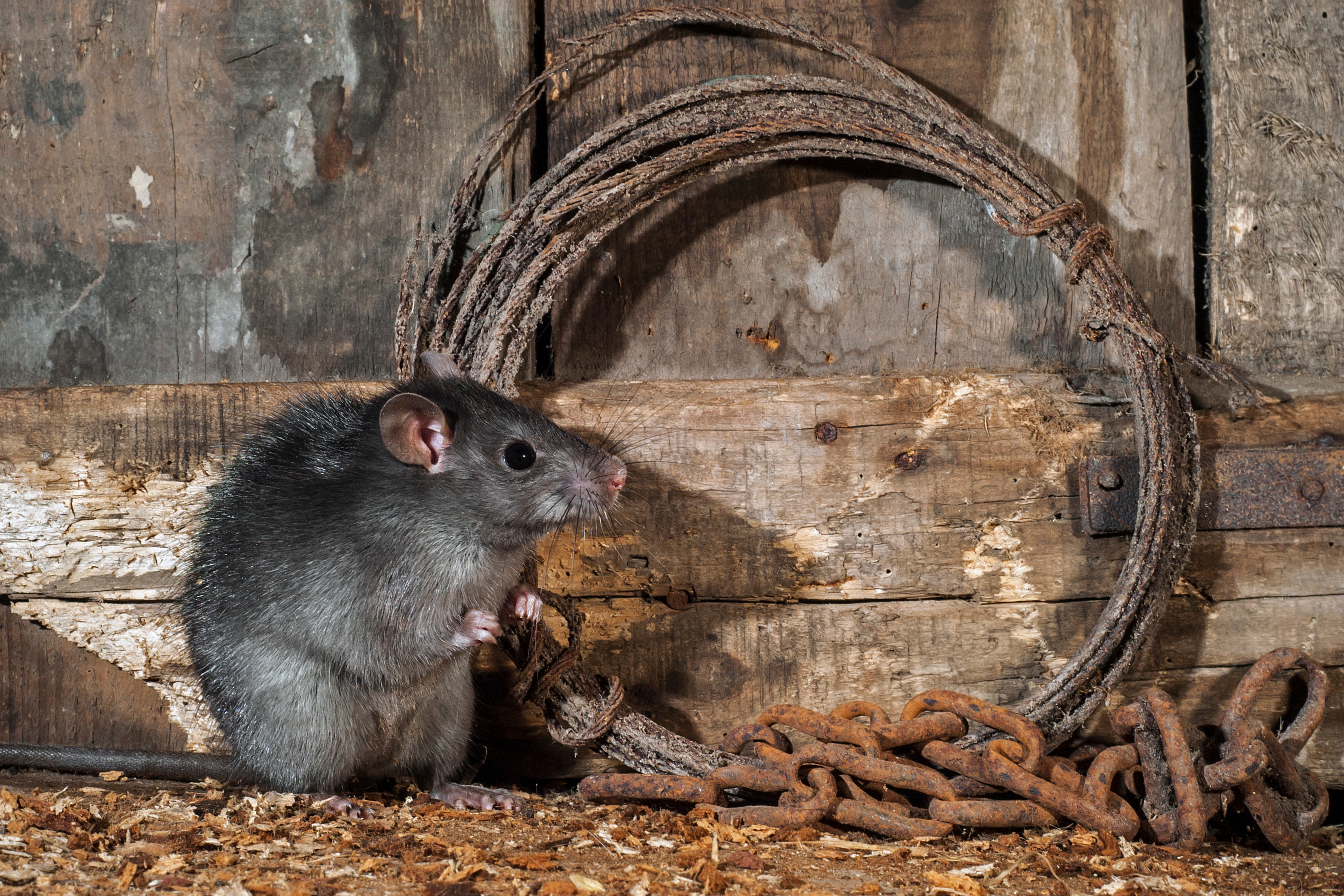 The Top Signs of Rodent Activity — And How to Catch Them Early
